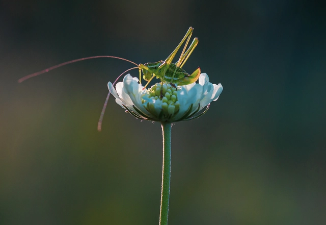 Leptophyes albovittata - közönséges virágszöcske