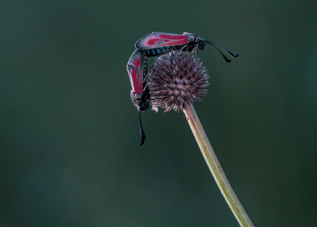Zygaena punctum - pettyes csüngőlepke
