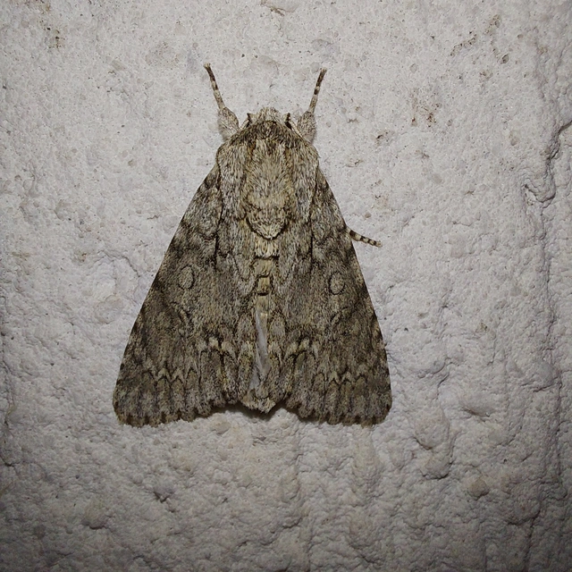 Acronicta aceris - vadgesztenye-szigonyosbagoly