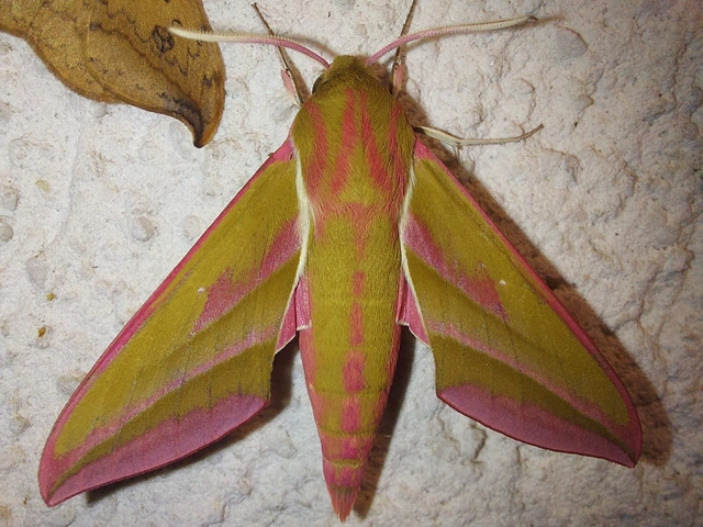 Deilephila elpenor - szőlőszender