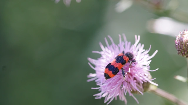 Trichodes apiarius - szalagos méhészbogár