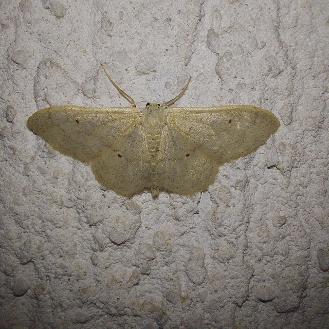 Idaea straminata - szalmasárga sávosaraszoló