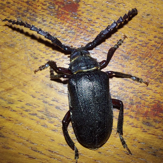 Prionus coriarius - csőszcincér Prionus coriarius - csőszcincér