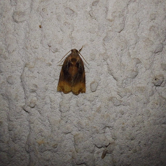 Archips podana - dudvarágó sodrómoly