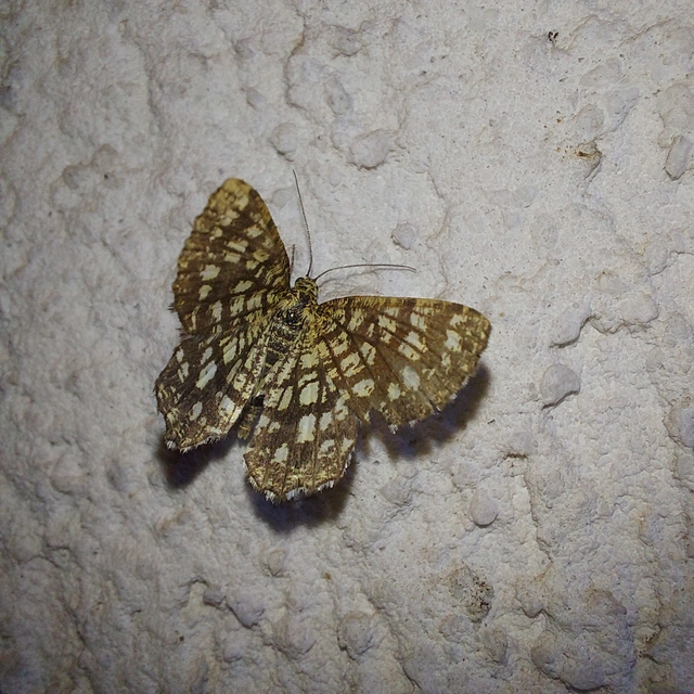 Chiasmia clathrata - rácsos rétiaraszoló