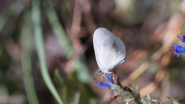 Leptidea sinapis - mustárlepke