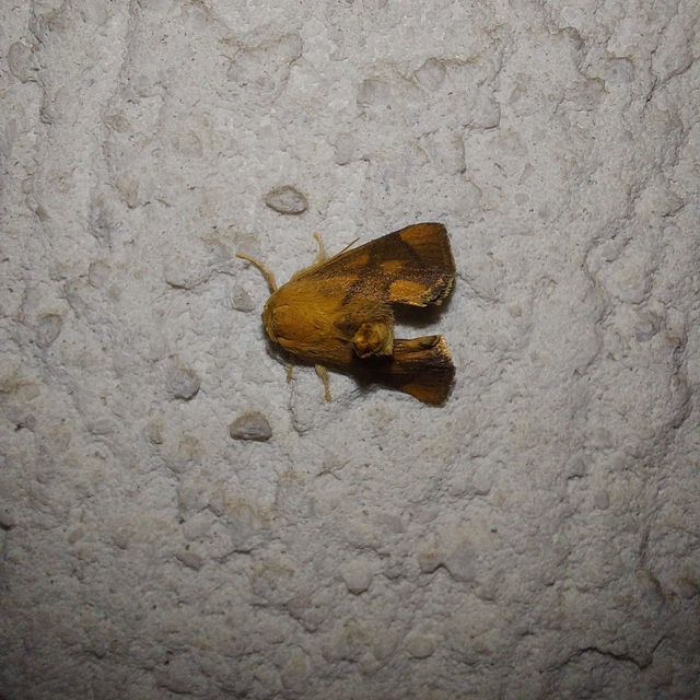 Apoda limacodes - kagylólepke