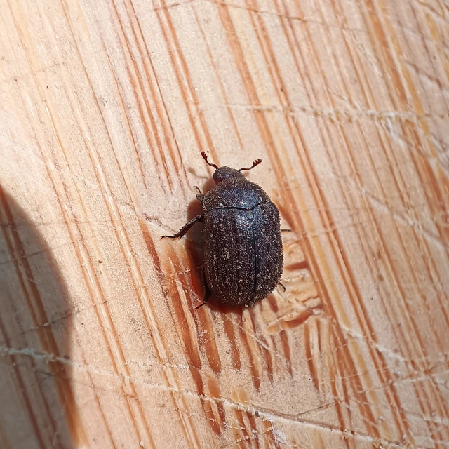 Aesalus scarabaeoides - szőrös szarvasbogár