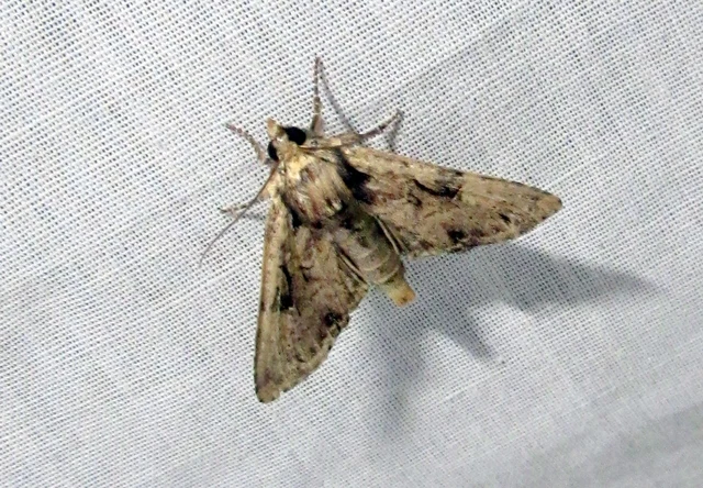 Apamea epomidion - vörösbarna dudvabagoly