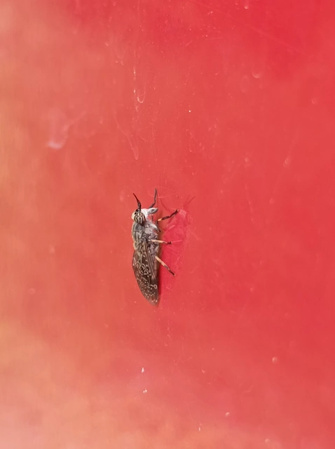 Haematopota
