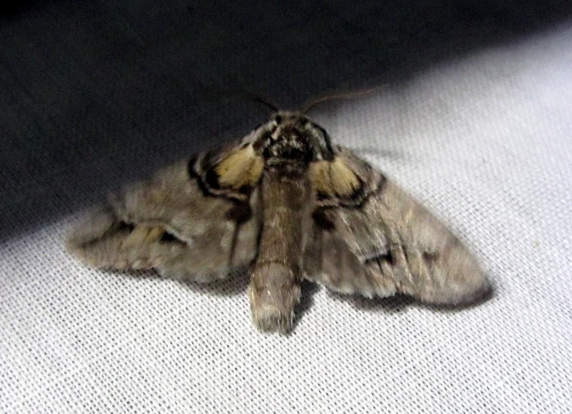 Drymonia velitaris - hegyi púposszövő