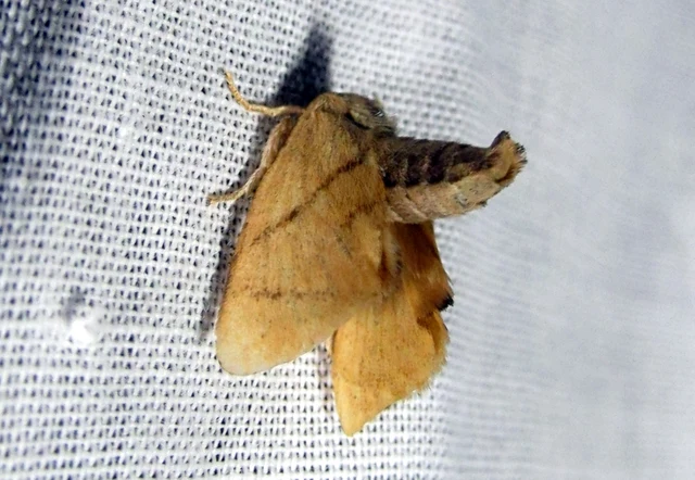 Apoda limacodes - kagylólepke
