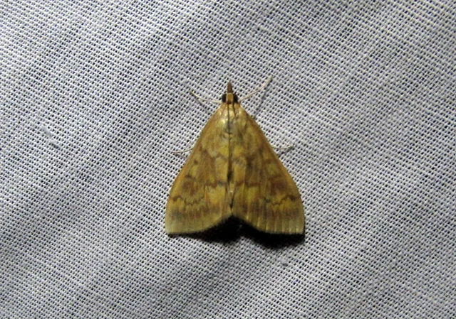 Ostrinia nubilalis - kukoricamoly