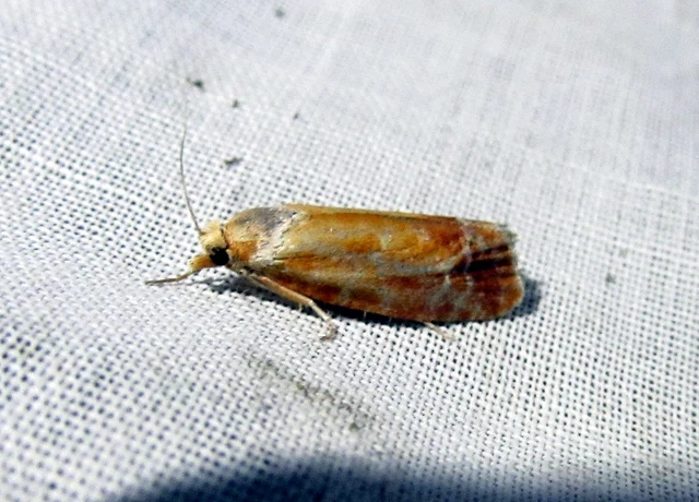 Rhyacionia