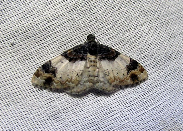 Catarhoe cuculata - csuklyás tarkaaraszoló