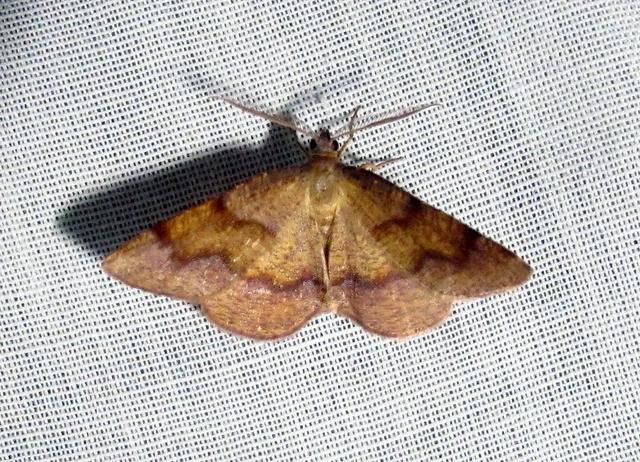 Plagodis pulveraria - szemcsés araszoló