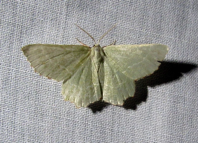 Thalera fimbrialis - csipkésszélű zöldaraszoló