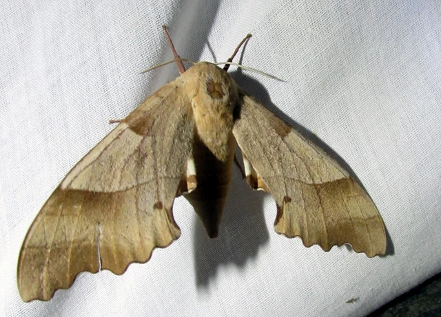 Marumba quercus - tölgyfaszender