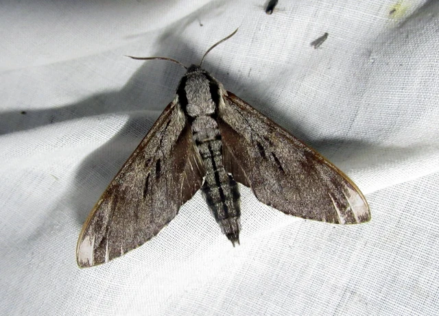 Hyloicus pinastri - fenyőszender