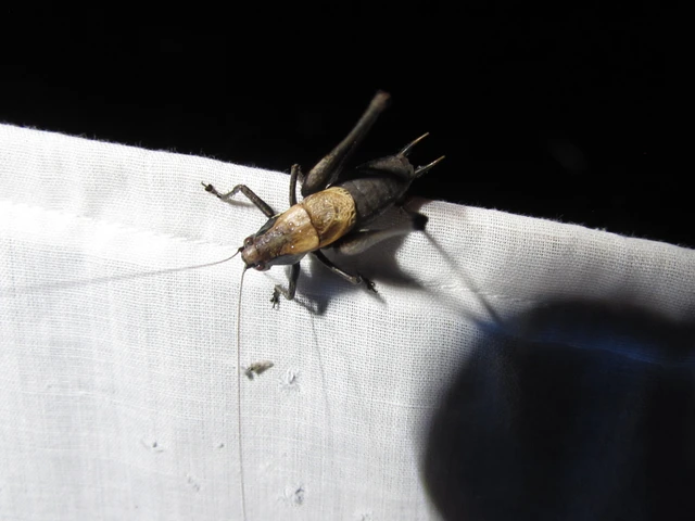 Pholidoptera aptera - nagy avarszöcske