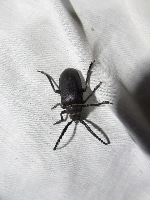 Prionus coriarius - csőszcincér Prionus coriarius - csőszcincér