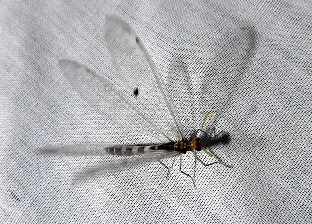 Megistopus flavicornis - kétfoltos hangyaleső