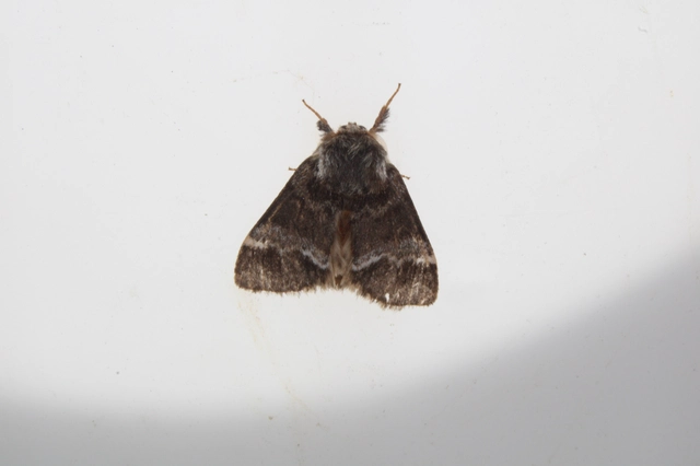 Drymonia dodonea - bélyeges púposszövő