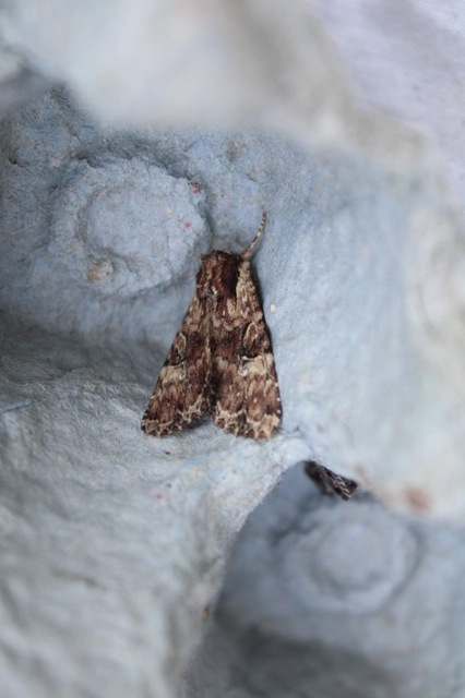Apamea epomidion - vörösbarna dudvabagoly