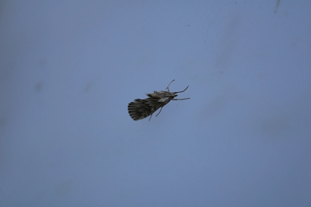 Cynaeda dentalis - gyakori ciframoly