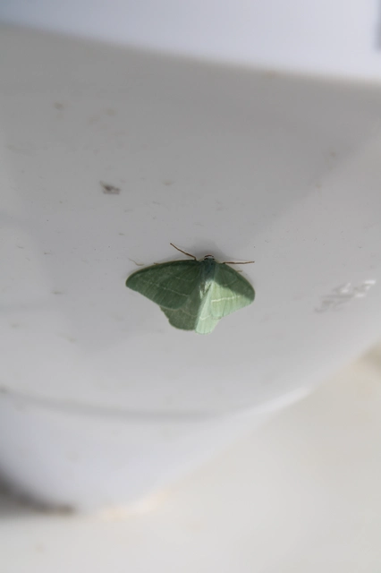 Hemistola chrysoprasaria - kékes zöldaraszoló