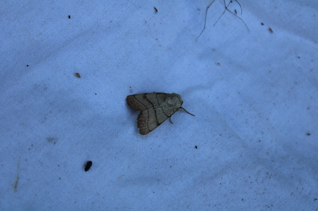 Charanyca trigrammica - háromsávos lombbagoly