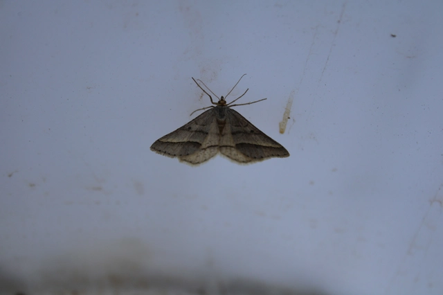 Tephrina arenacearia - lucerna-araszoló
