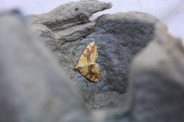 Cidaria fulvata - rózsaaraszoló
