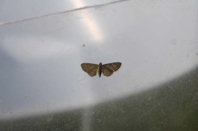 Eupithecia haworthiata - rozsdástestű törpearaszoló
