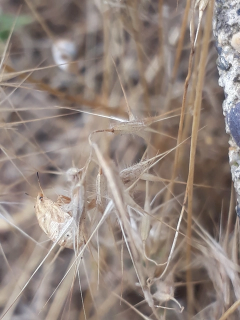 Eurygaster Eurygaster