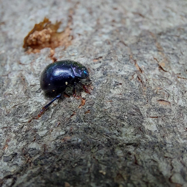 Chrysolina sturmi - vöröslábú levelész