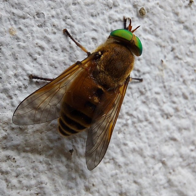 Philipomyia