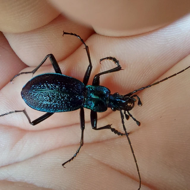 Carabus intricatus - kék laposfutrinka