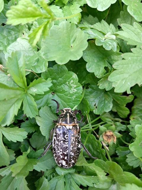 Polyphylla fullo - csapó cserebogár