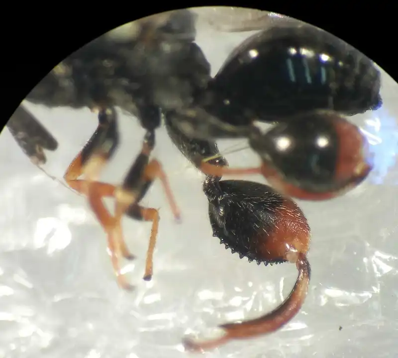 Brachymeria podagrica