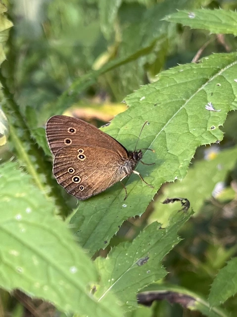 Aphantopus hyperanthus - közönséges ökörszemlepke