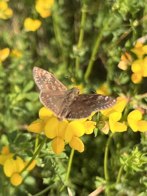 Erynnis tages - cigánylepke