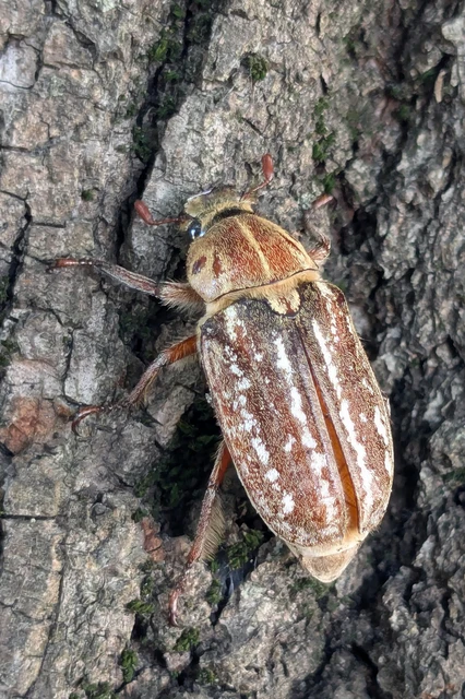 Anoxia orientalis - keleti cserebogár