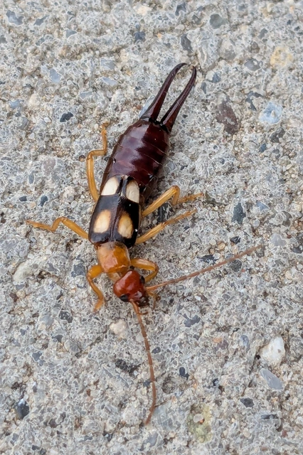 Forficula smyrnensis - szmirnai fülbemászó