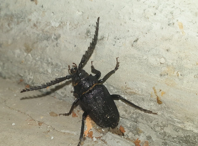 Prionus coriarius - csőszcincér Prionus coriarius - csőszcincér