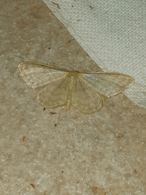 Idaea dilutaria - napvirág-apróaraszoló