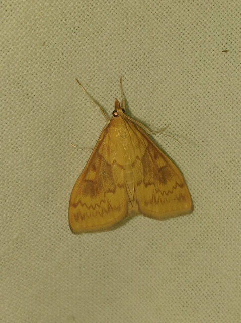 Ostrinia nubilalis - kukoricamoly