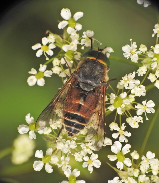 Tabaninae