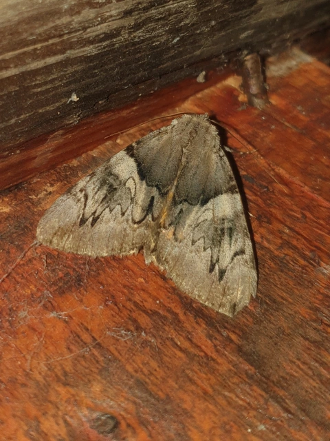 Catocala fulminea - galagonya-övesbagoly
