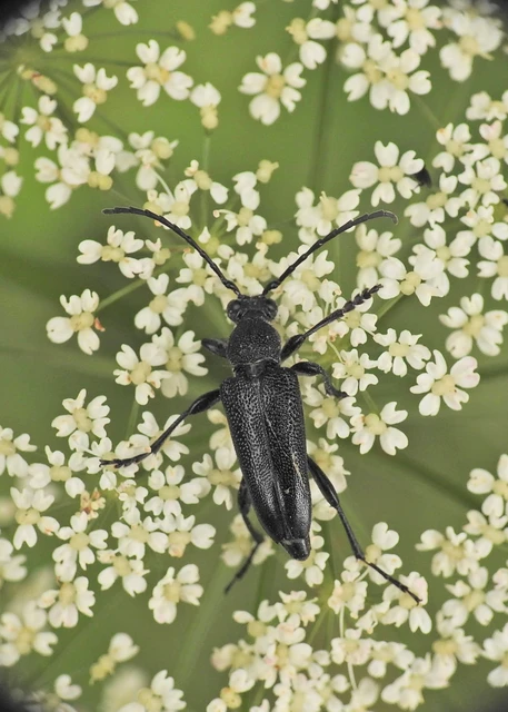 Stictoleptura scutellata - hegyi virágcincér